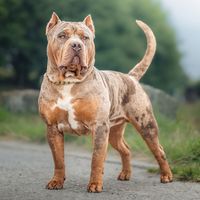 American Bully dog