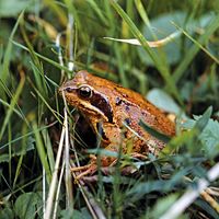 animal. Amphibian. Frog. Anura. Ranidae. Frog in grass.