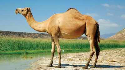 Camel at Khor Rori, Oman; mammal.