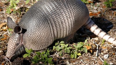 Nine-Banded Armadillo.