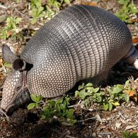 Nine-Banded Armadillo.