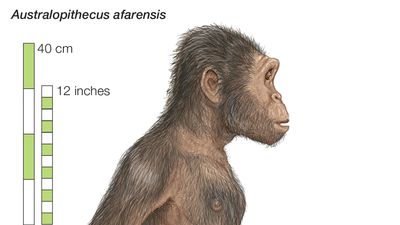 Australopithecus afarensis