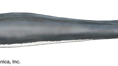 Basilosaurus