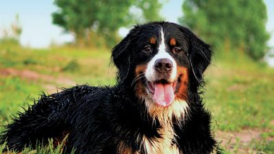 Bernese mountain dog laying on grass.