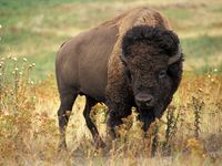 American bison (Bison bison) also known as buffalo or plains buffalo on the prairie, western U.S.