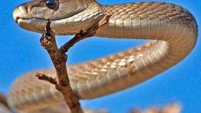 Mamba. Black mamba snake in a tree in South Africa. The best known Mamba is the black mamba, D. polylepis (Dendroaspis polylepis). Among deadliest of the world's snakes.