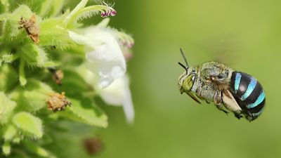 blue-banded bee