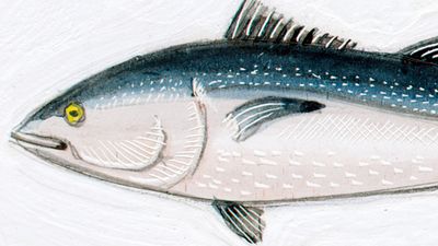 Bluefin tuna (Thunnus thynnus). 10 feet. Fishes, ichthyology, fish plates, marine biology, horse mackerel, red tuna, giant fish, oceanic tuna.