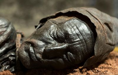 Bog body. Head of Tollund Man. Died at about age 30-40, Dated to about 280 BCE early Iron Age. Found Bjaeldskovdal bog Denmark in 1950 near Elling Woman. Most well preserved bog body to date. Human remains mummified in natural peat bogs. mummy, embalm