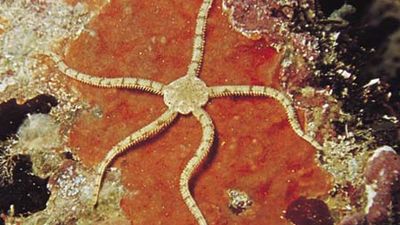 Brittle star (Ophiocoma imbricatus)