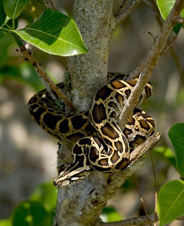 Burmese python (Python bivittatus)