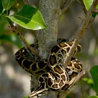 Burmese python (Python bivittatus)