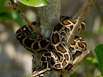 Burmese python (Python bivittatus)