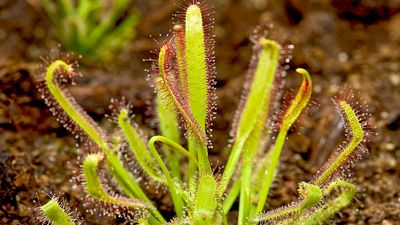 Sundew. Drosera. Droseraceae. Drosera capensis. Cape sundew. Insect-eating plants. Carnivorous plants. Close-up of a cape sundew plant.