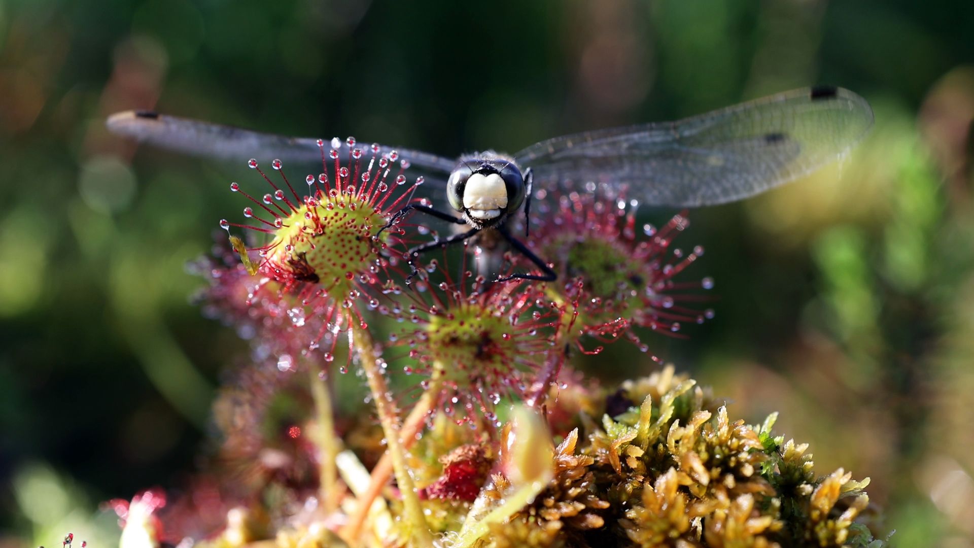 Do carnivorous plants actually eat their prey?