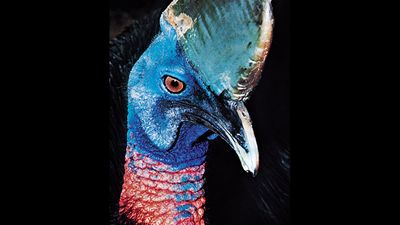 Common, or southern, cassowary (Casuarius casuarius).