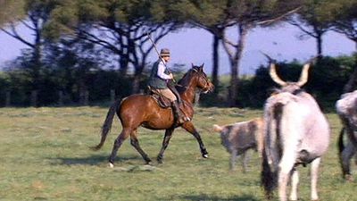 The lifestyle of Europe's ancient cowboys, the butteri