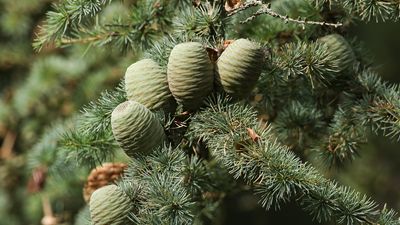 cedar of Lebanon