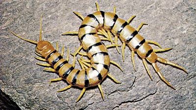 centipede