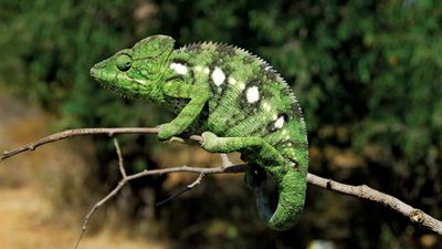 chameleon