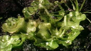 Study spore-producing liverworts and their anatomic features such as gametes, thalli, and rhizoids