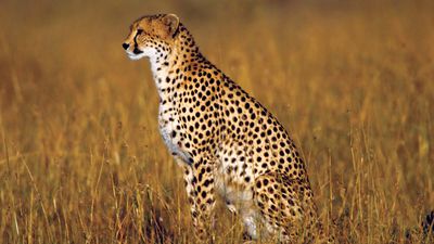 cheetah