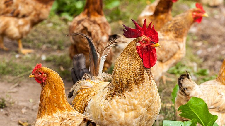 Domestic chickens (Gallus) on a farm. Rooster hen poultry bird fowl