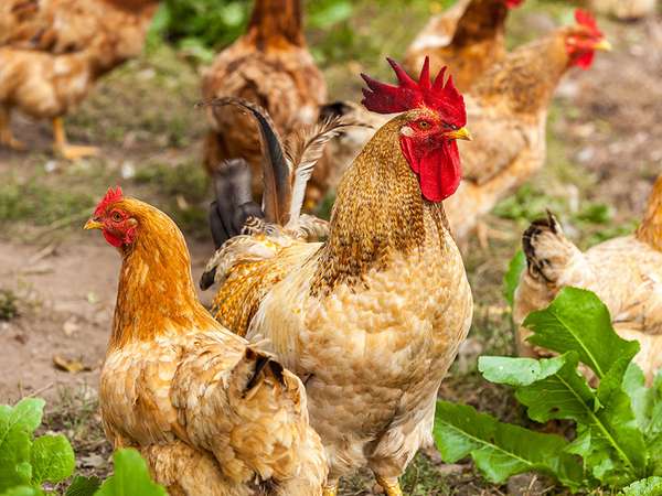 Domestic chickens (Gallus) on a farm. Rooster hen poultry bird fowl