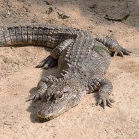 Chinese alligator (Alligator sinensis)