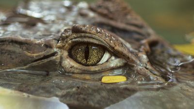 Close-up of crocodile eye; location unknown (rainforest, reptile).