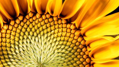 Flower. Sunflower. Helianthus annuus. Seeds. Petals. Close-up of the center of a sunflower.