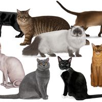 Collage of different cats. Made for the cat quiz on Mendel