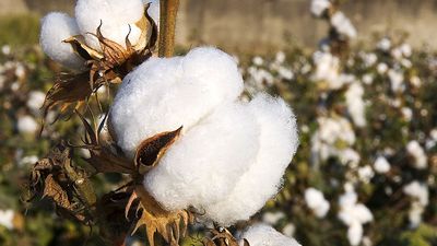 cotton plants (cotton bolls; natural fiber)