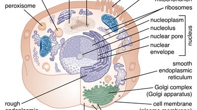 animal cell