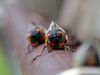 How do cicadas know when to go aboveground?