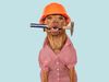 A brown-colored dog wearing a red-checked shirt with an orange hard helmet and hammer. Labor Day concept, work, jobs.