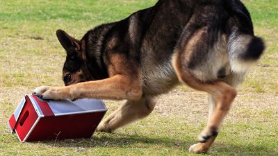 Working German Shepherd dog sniffing a suspecting package for drugs or explosives.