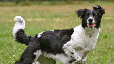 Dog playing and chasing ball. (pet; canine; domestic animal)