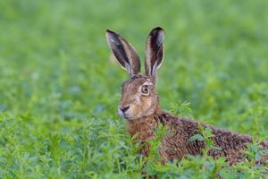 brown hare (Lepus europaeus)