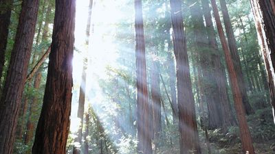 coast redwoods