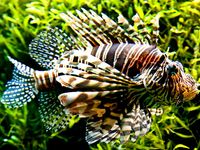 Fish. Lionfish. Lion-fish. Turkey fish. Fire-fish. Red lionfish. Pterois volitans. Venomous fin spines. Coral reefs. Underwater. Ocean. Red lionfish swims by seaweed.