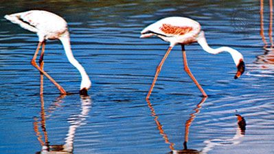 lesser flamingo