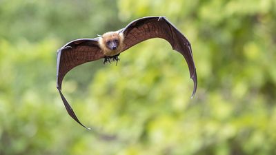 Flying bat