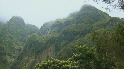 Visit the beautiful rocky landscape of Madeira forests and witness its monstrously large flora