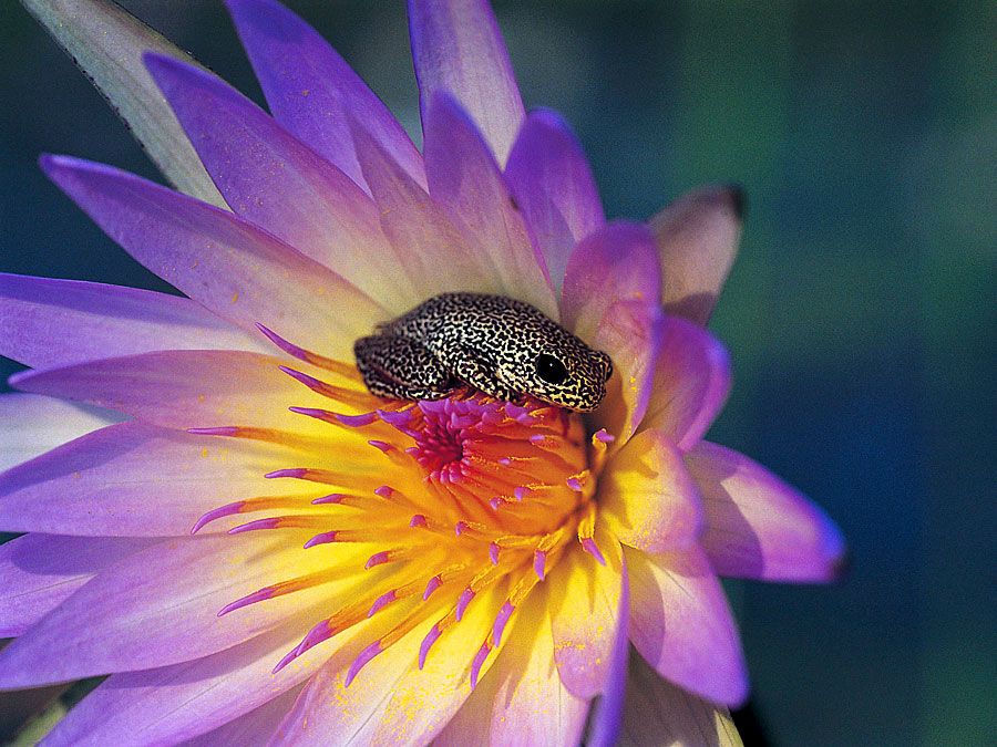 Reed frog on the inside of a pink lily flower (hyperolius sp)