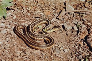 garter snake