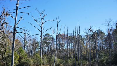 Ghost forest along the Lewis Gut - a stream along the coast near Core Point, North Carolina. Photographed in 2022