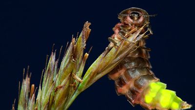 Glowworm (Lampyris noctiluca); female glowing at night, Cornwall, England. (beetles, insects, glow worms)