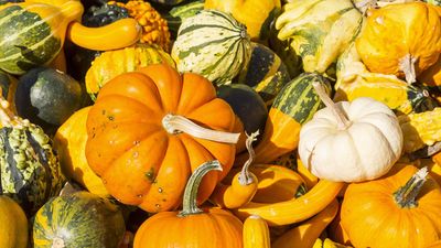 Gourds and pumpkins