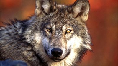 gray wolf. Wolf. Gray wolf (Canis lupus) grey wolf also called timber wolf largest wild member of the dog family (Canidae). Endangered species.